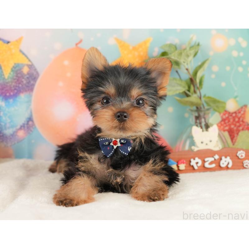 成約済の静岡県のヨークシャーテリア-434786の11枚目