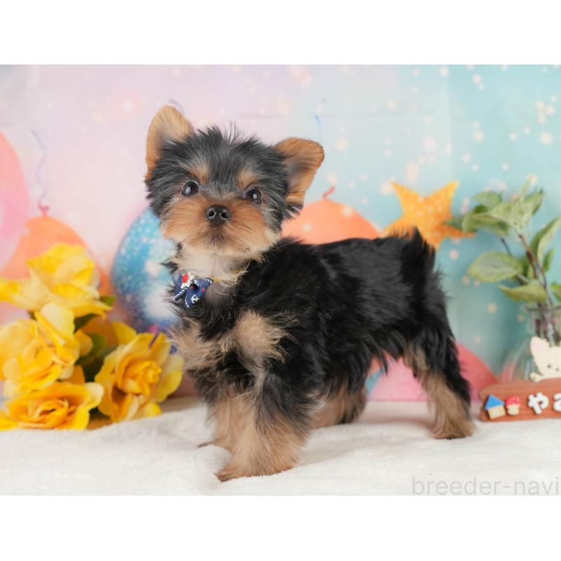 成約済の静岡県のヨークシャーテリア-434786の10枚目