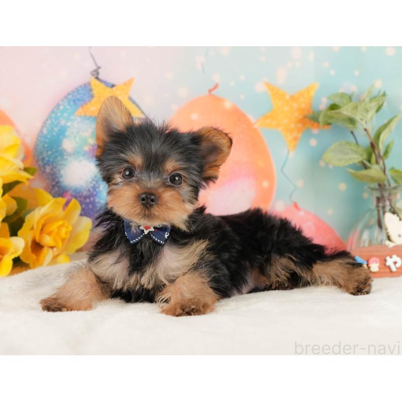 成約済の静岡県のヨークシャーテリア-434786の9枚目