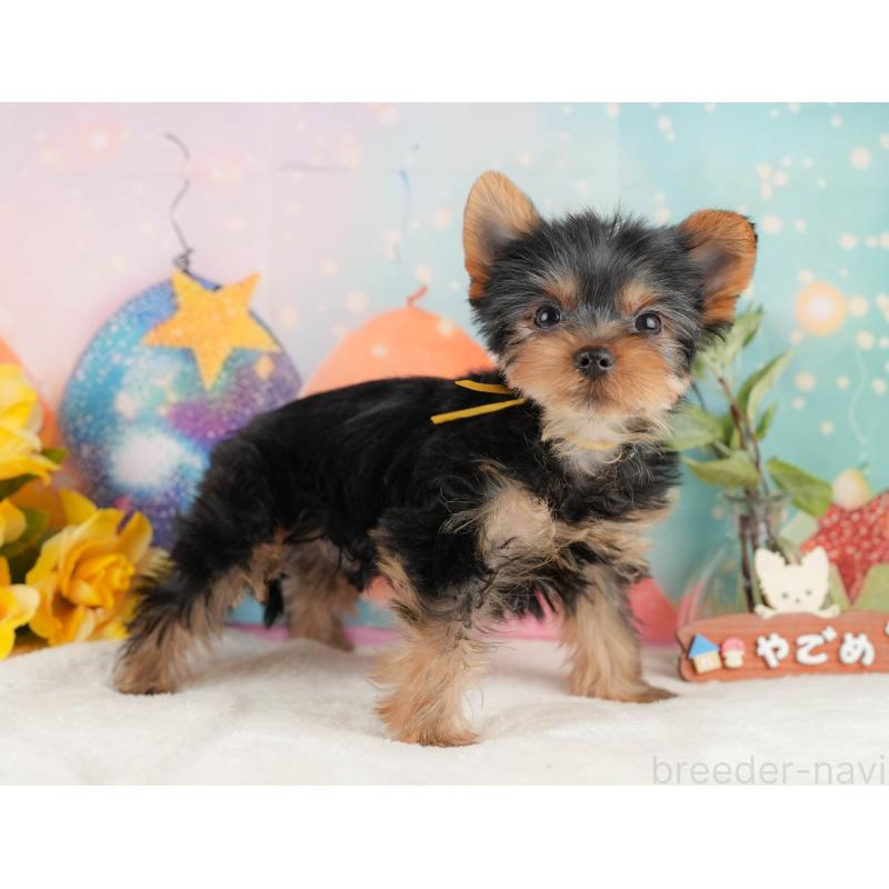 成約済の静岡県のヨークシャーテリア-434786の8枚目