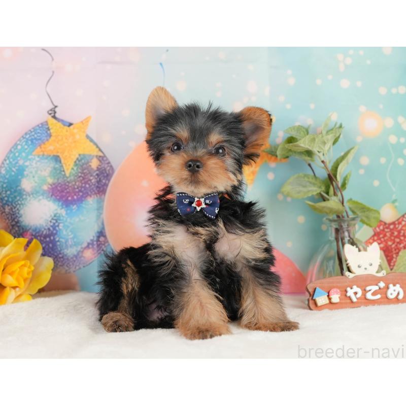 成約済の静岡県のヨークシャーテリア-434786の7枚目