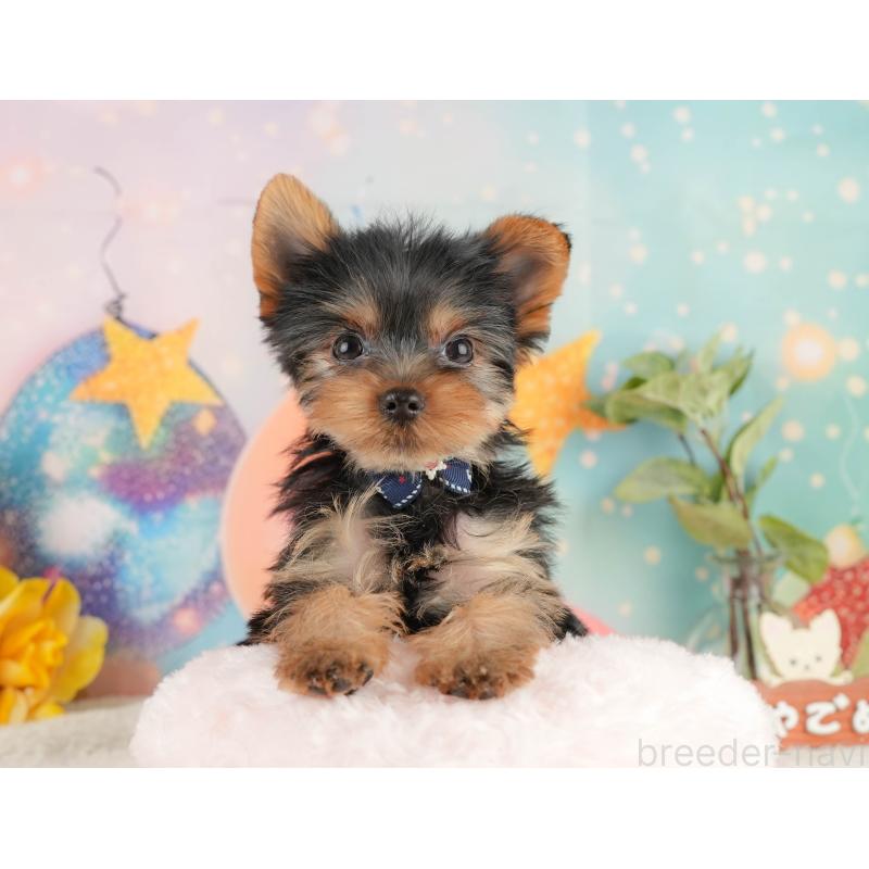 成約済の静岡県のヨークシャーテリア-434786の5枚目