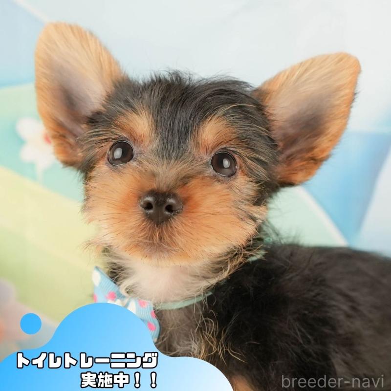 販売中の静岡県のヨークシャーテリア-434788