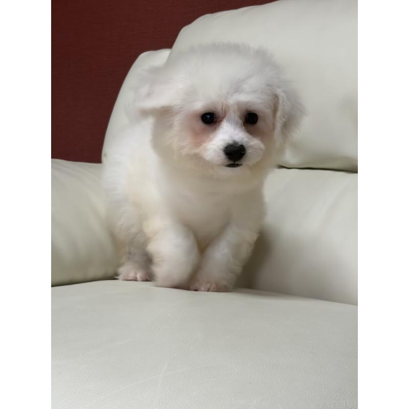 販売中の滋賀県のビションフリーゼ-425665の2枚目