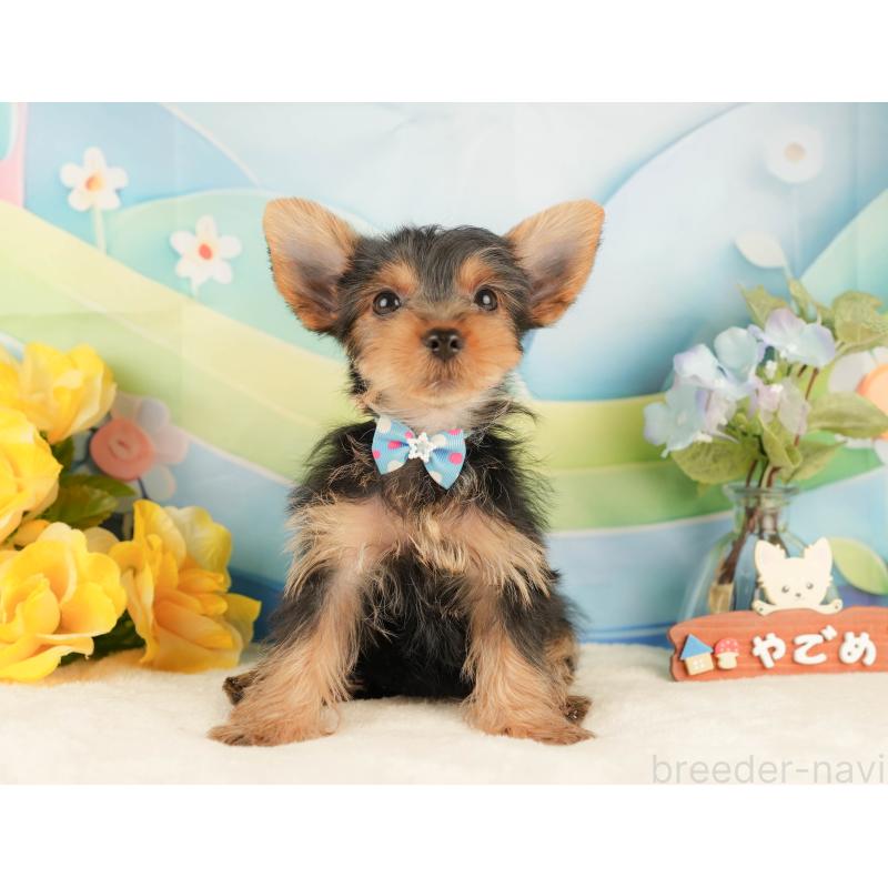 販売中の静岡県のヨークシャーテリア-434788の11枚目