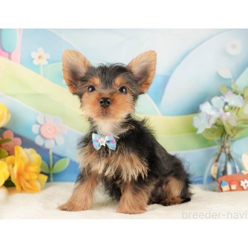 販売中の静岡県のヨークシャーテリア-434788の9枚目