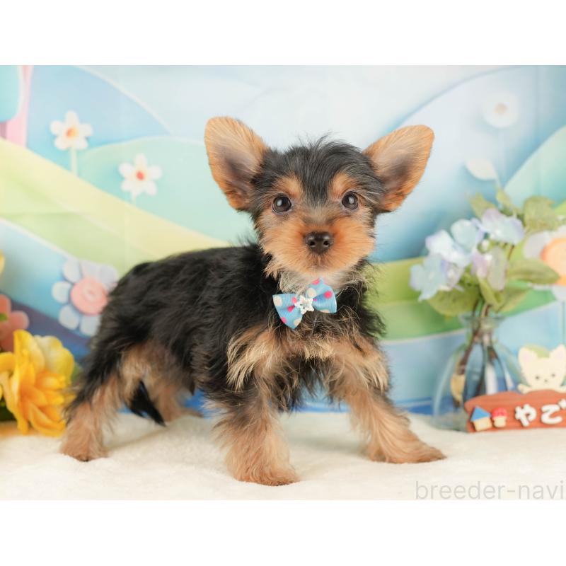 販売中の静岡県のヨークシャーテリア-434788の8枚目