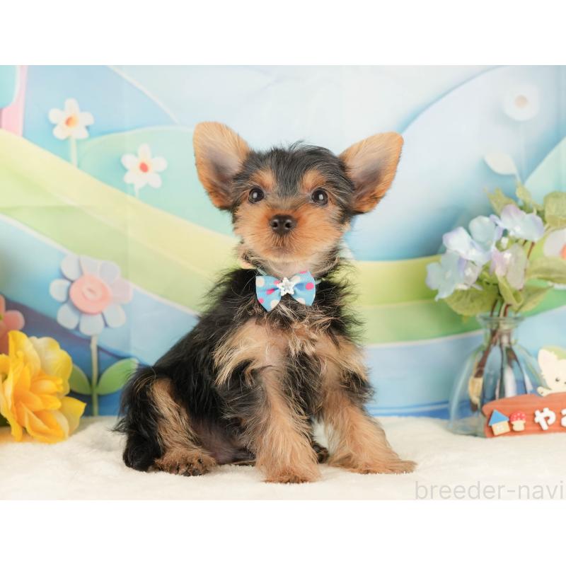 販売中の静岡県のヨークシャーテリア-434788の7枚目