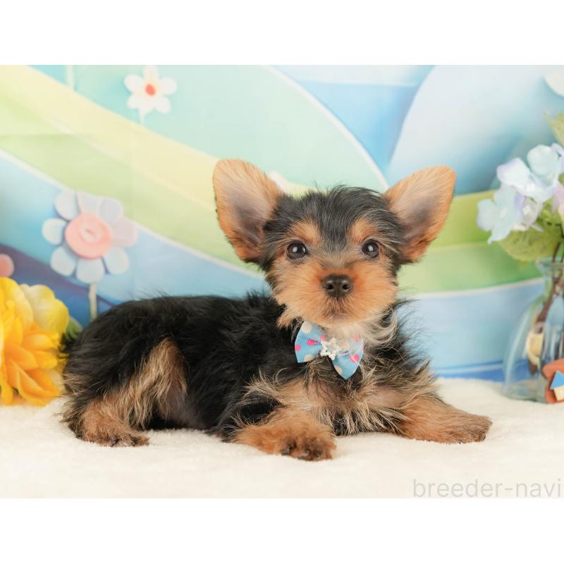 販売中の静岡県のヨークシャーテリア-434788の6枚目