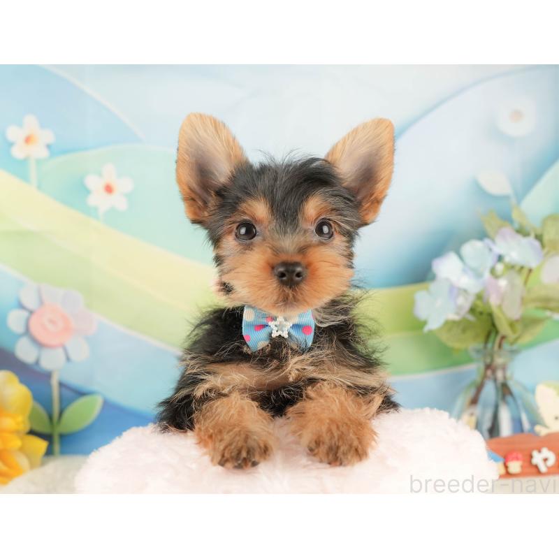 販売中の静岡県のヨークシャーテリア-434788の5枚目