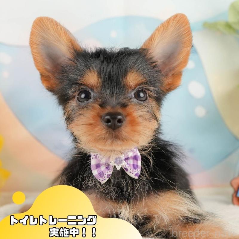 販売中の静岡県のヨークシャーテリア-434789