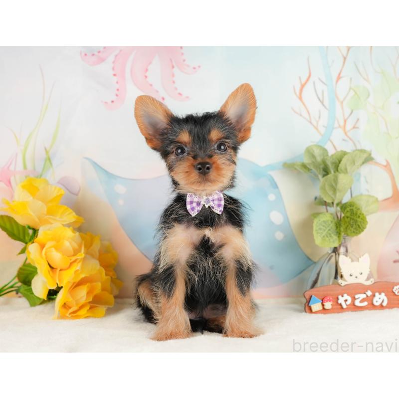 成約済の静岡県のヨークシャーテリア-434789の10枚目