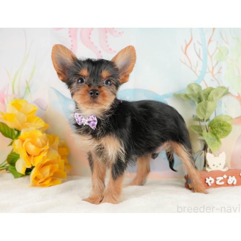 成約済の静岡県のヨークシャーテリア-434789の9枚目