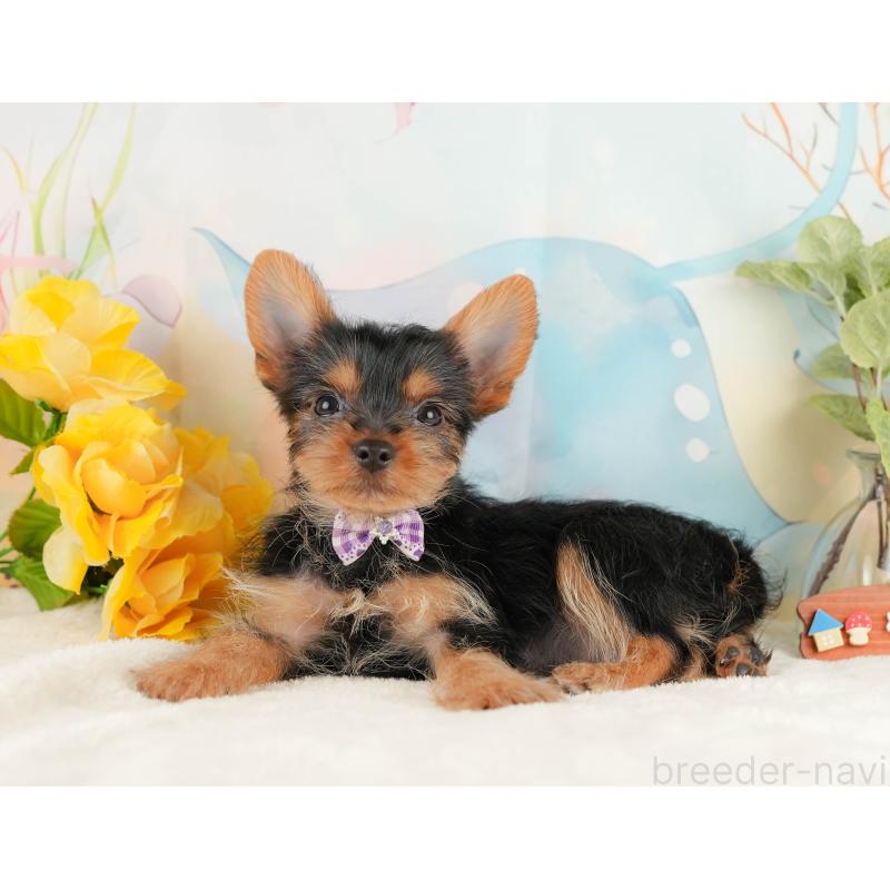 成約済の静岡県のヨークシャーテリア-434789の8枚目