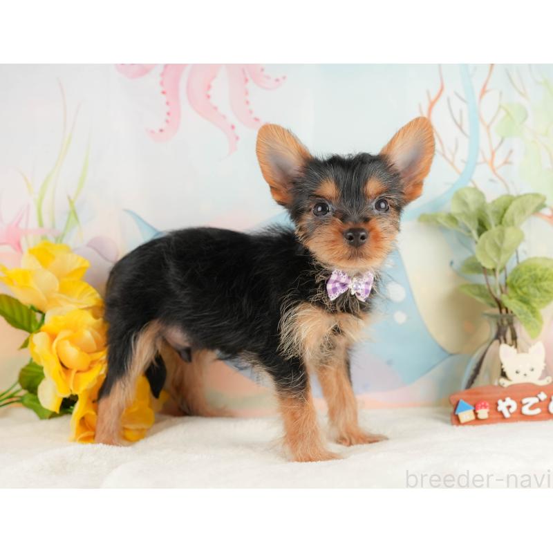 成約済の静岡県のヨークシャーテリア-434789の7枚目