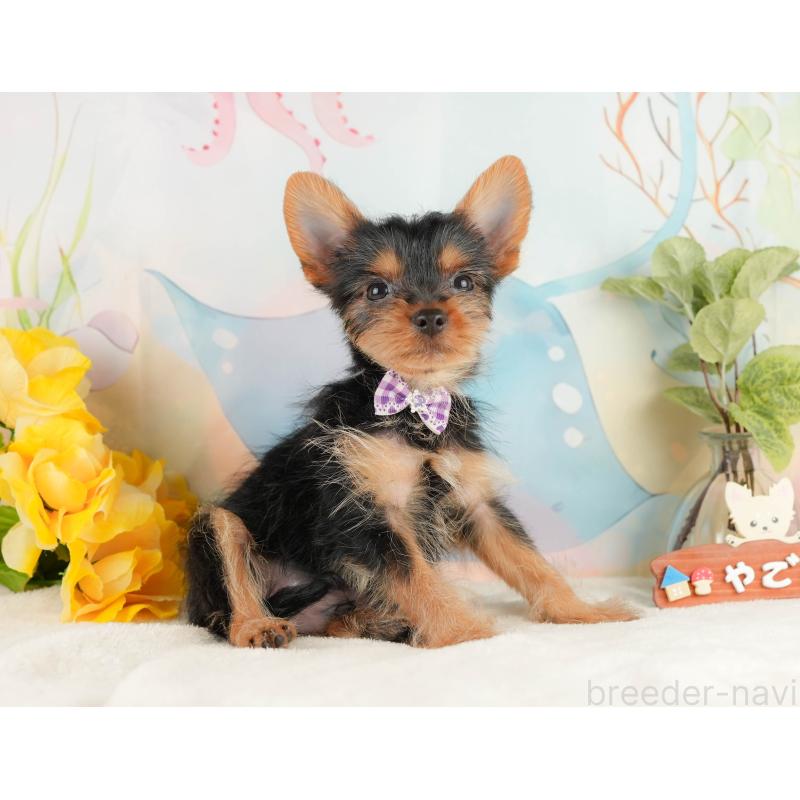 成約済の静岡県のヨークシャーテリア-434789の6枚目