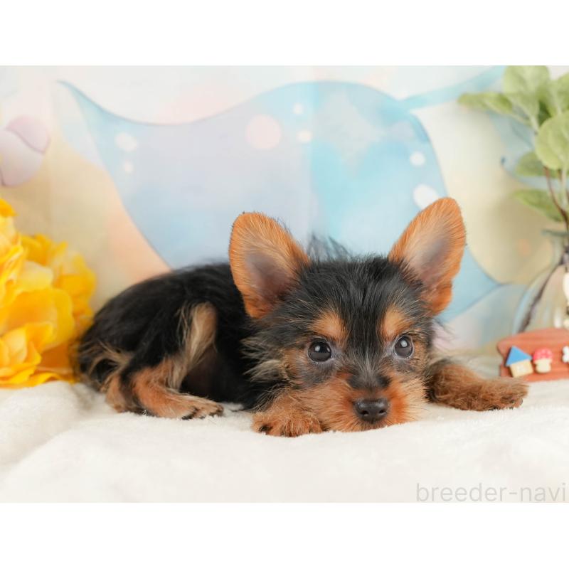 成約済の静岡県のヨークシャーテリア-434789の5枚目