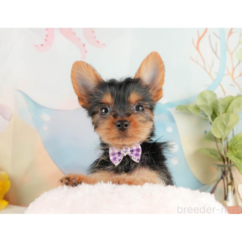 成約済の静岡県のヨークシャーテリア-434789の4枚目