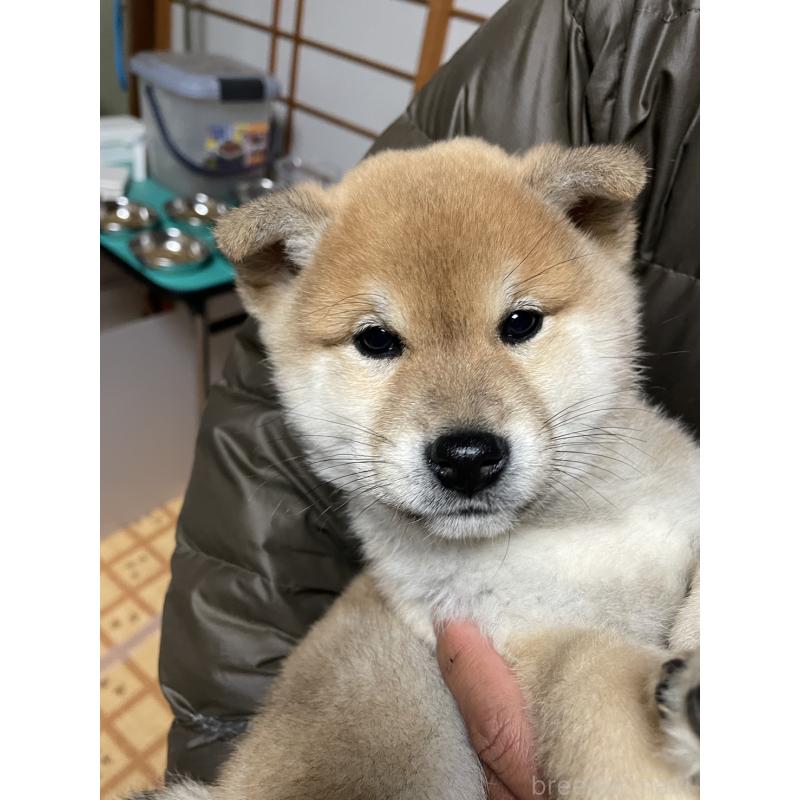 成約済の茨城県の柴犬-425868の2枚目