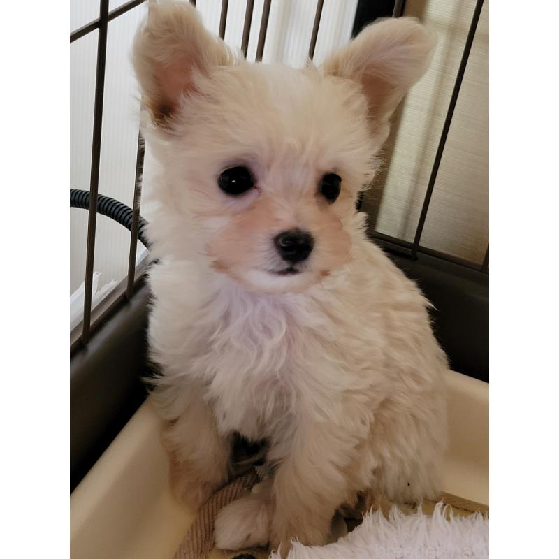 販売中の千葉県のチワプー:チワワ×トイプードル-429430の15枚目