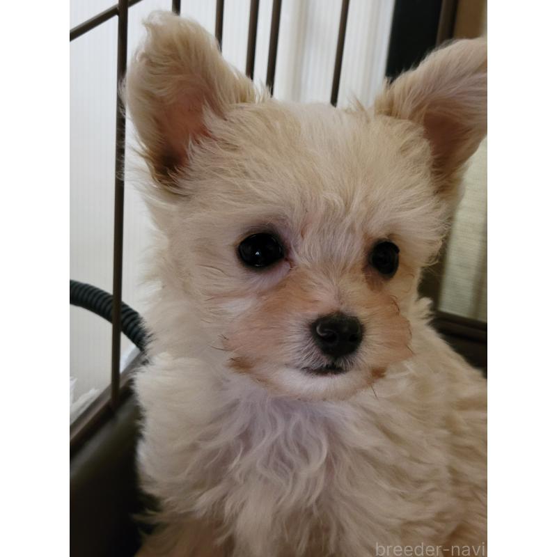 販売中の千葉県のチワプー:チワワ×トイプードル-429430の14枚目