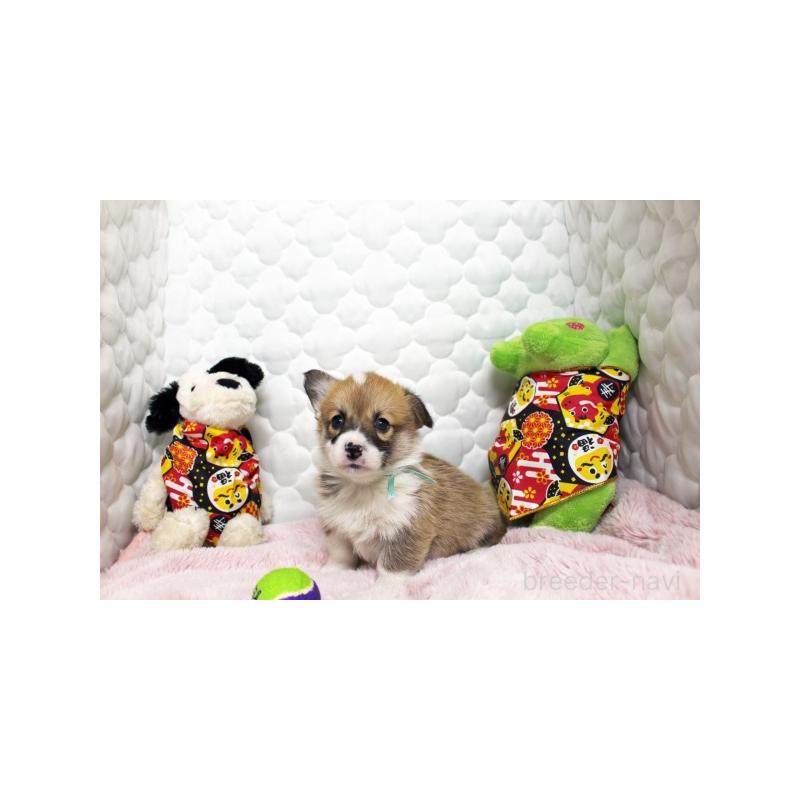 販売中の栃木県のウェルシュコーギーペンブローク-434792の5枚目