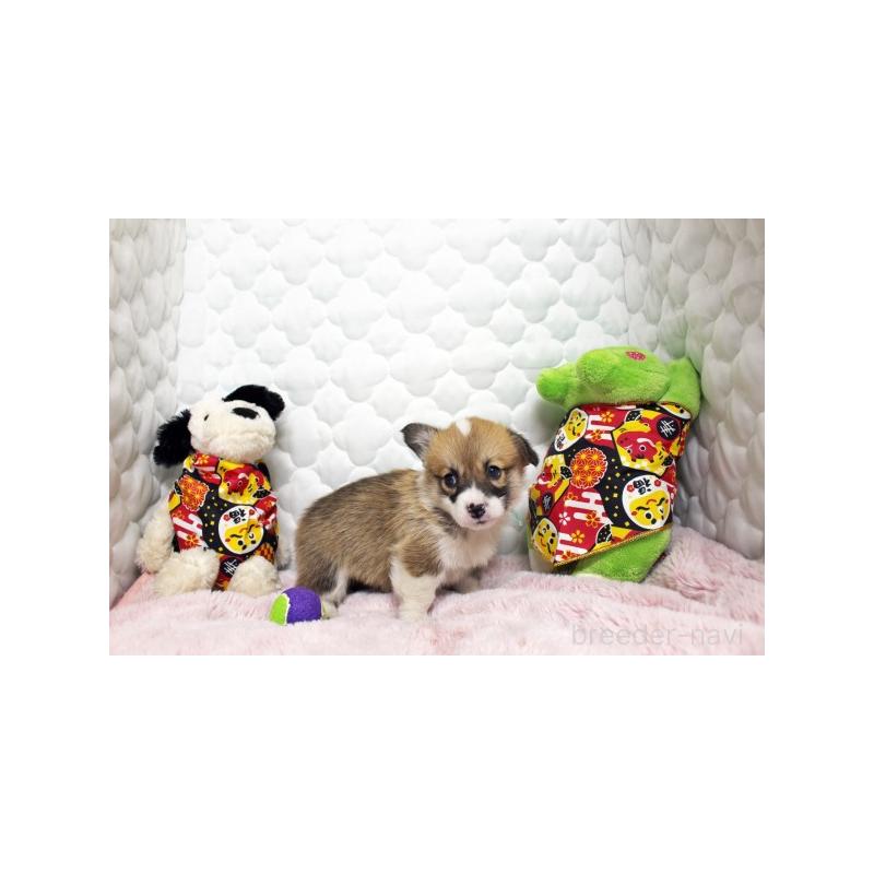 販売中の栃木県のウェルシュコーギーペンブローク-434792の4枚目