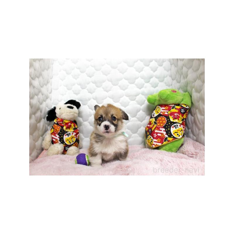 販売中の栃木県のウェルシュコーギーペンブローク-434792の3枚目