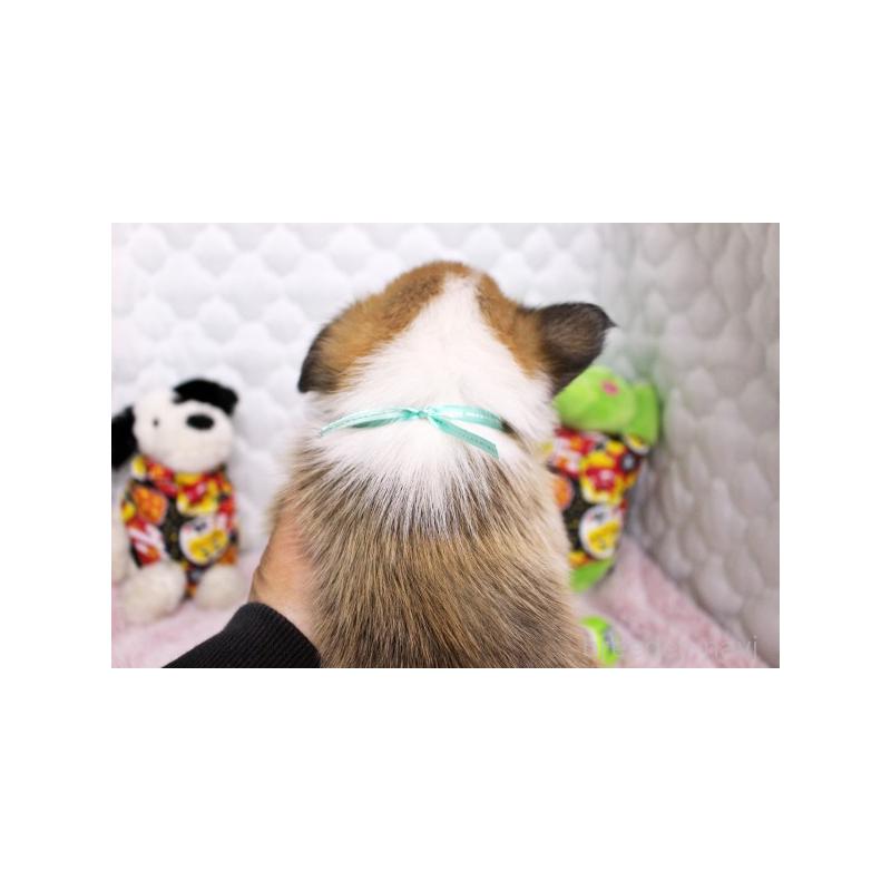 販売中の栃木県のウェルシュコーギーペンブローク-434792の2枚目