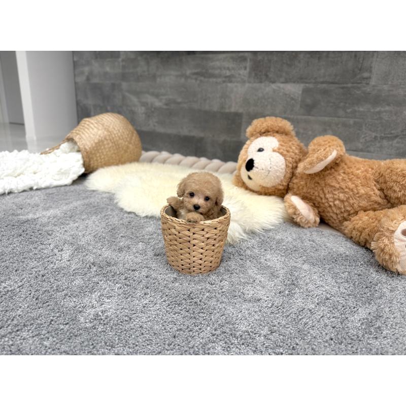 販売中の滋賀県のティーカッププードル-434794の7枚目