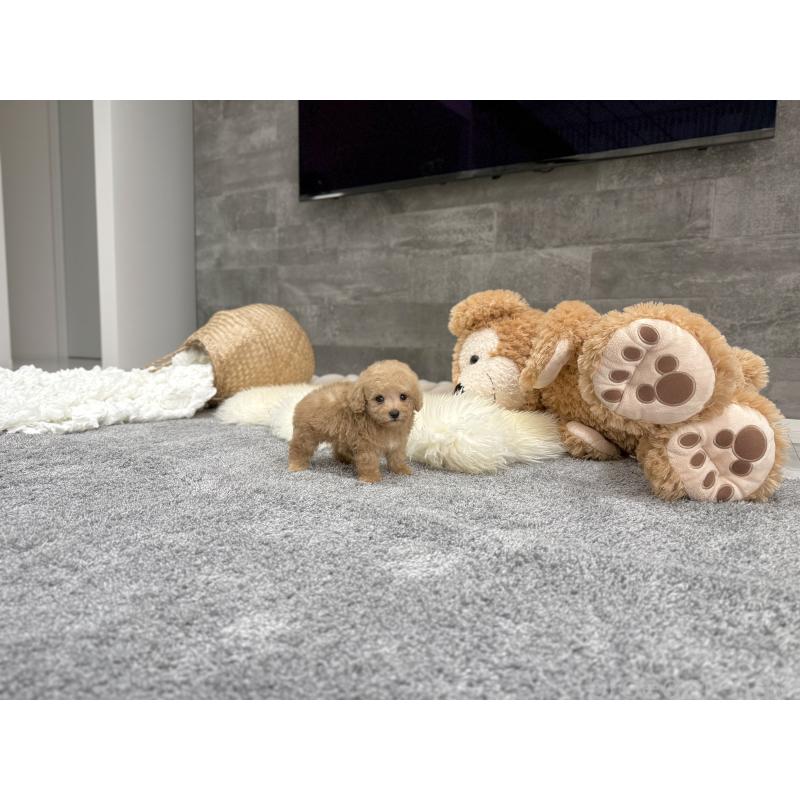 販売中の滋賀県のティーカッププードル-434794の6枚目