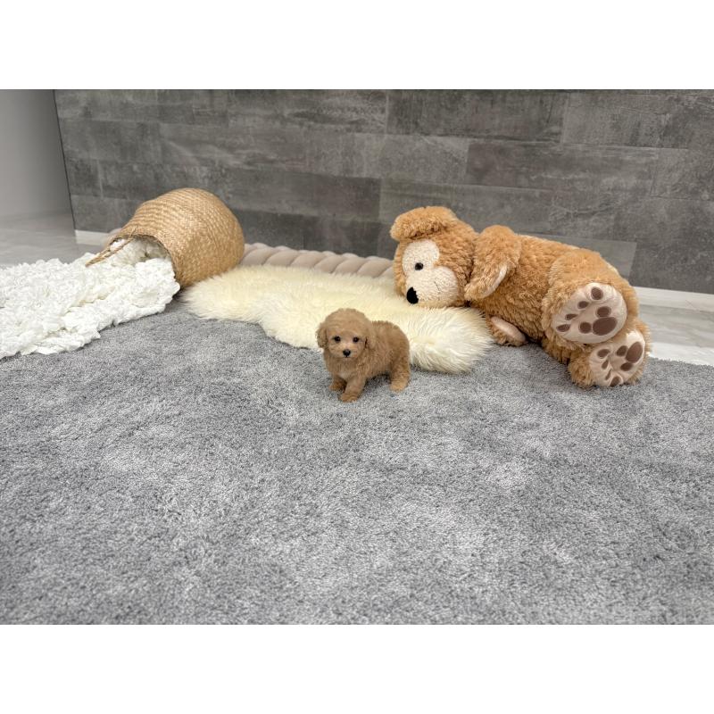 販売中の滋賀県のティーカッププードル-434794の5枚目