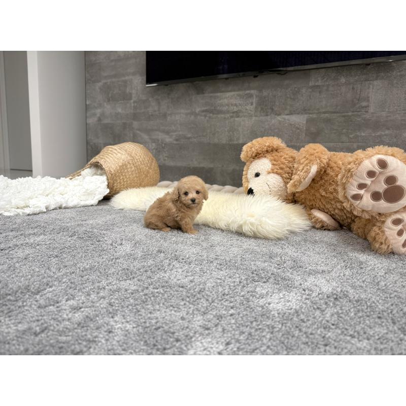 販売中の滋賀県のティーカッププードル-434794の3枚目