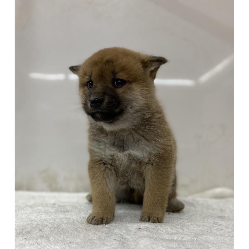 販売中の長野県の柴犬-434802の5枚目