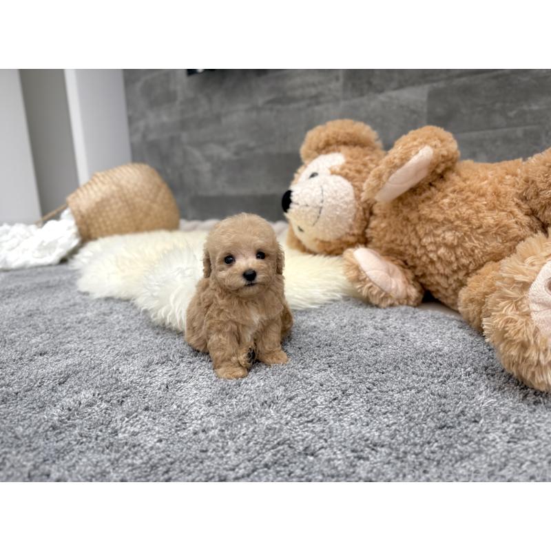 販売中の滋賀県のティーカッププードル-434794の2枚目