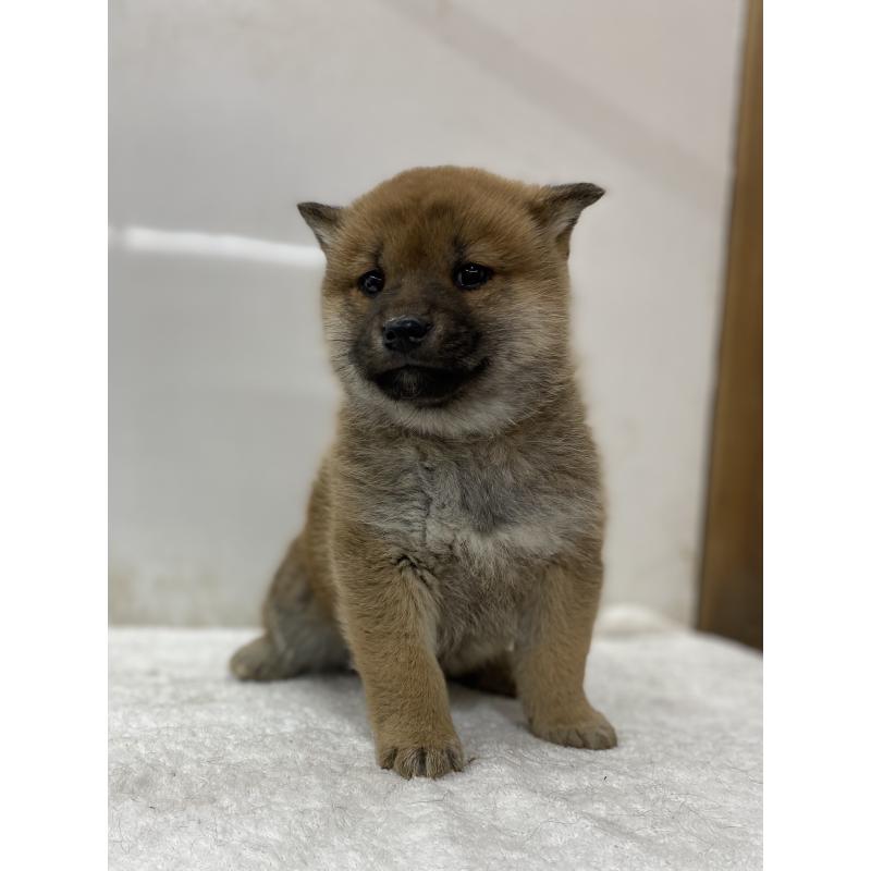 販売中の長野県の柴犬-434802の4枚目