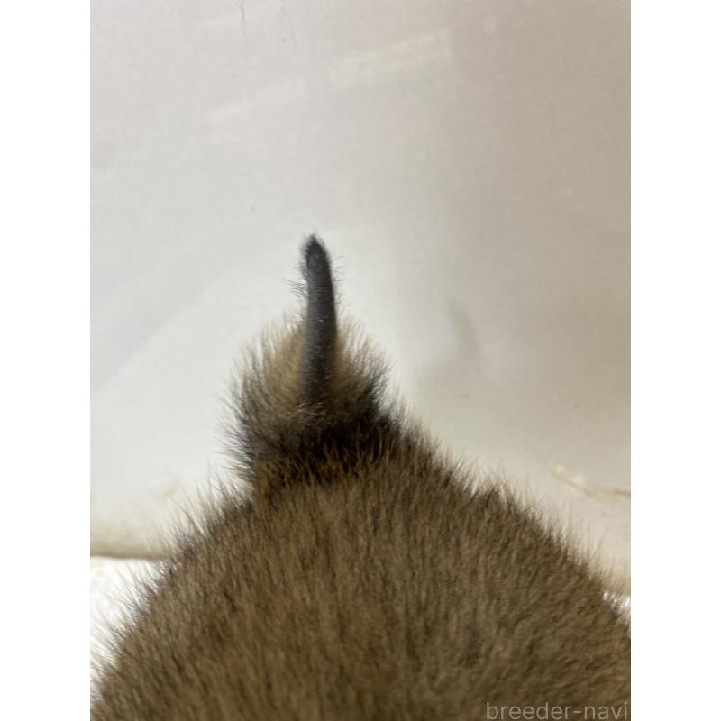 販売中の長野県の柴犬-434802の2枚目