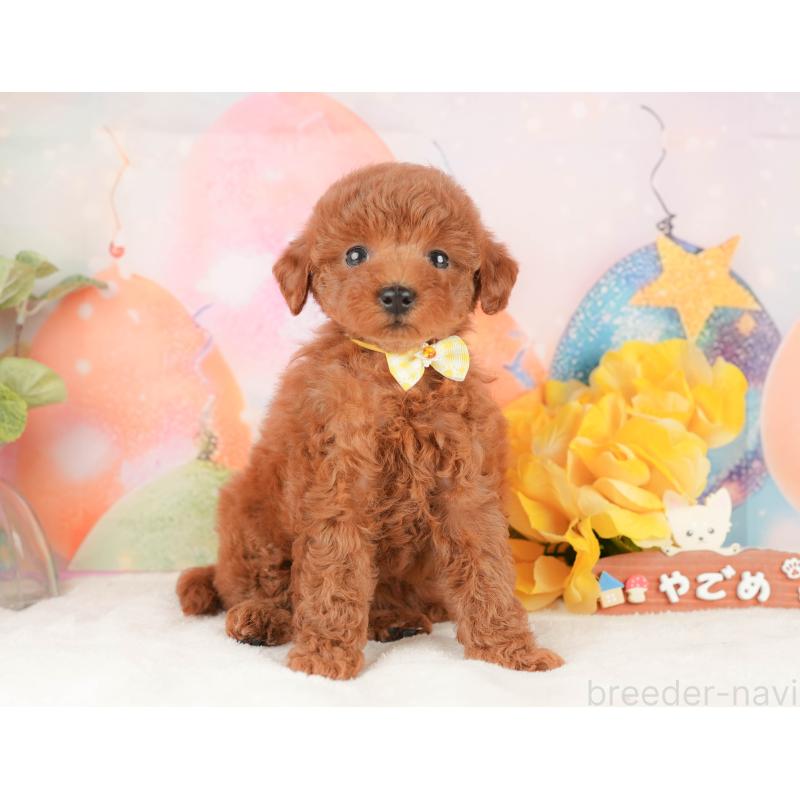 販売中の静岡県のトイプードル-434796の9枚目