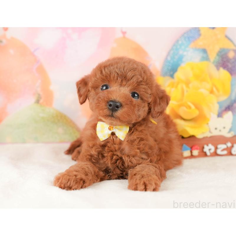 販売中の静岡県のトイプードル-434796の8枚目