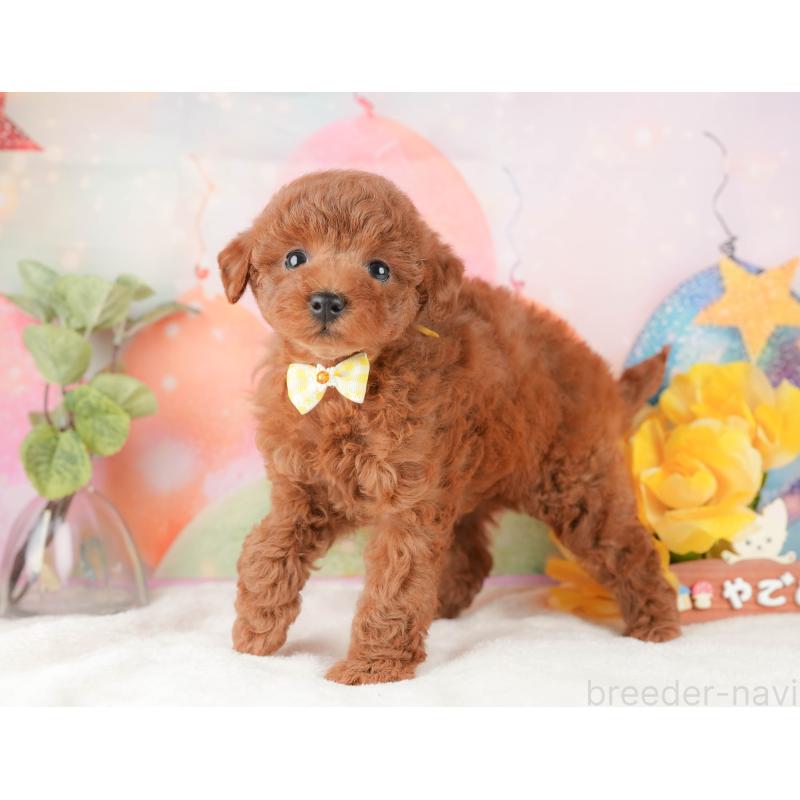 販売中の静岡県のトイプードル-434796の7枚目