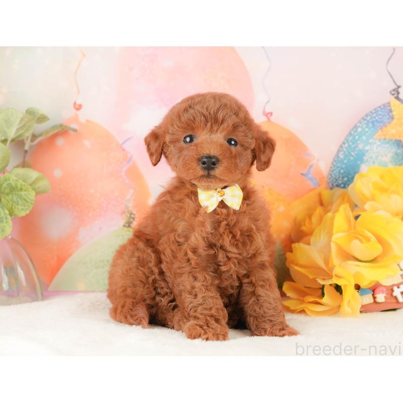 販売中の静岡県のトイプードル-434796の6枚目