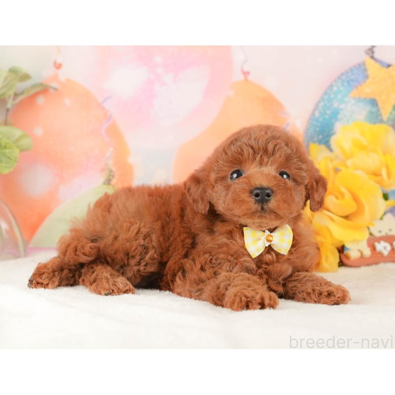 販売中の静岡県のトイプードル-434796の5枚目