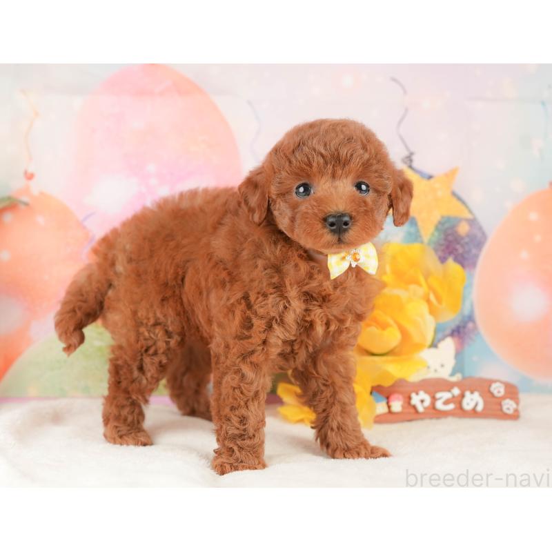 販売中の静岡県のトイプードル-434796の4枚目