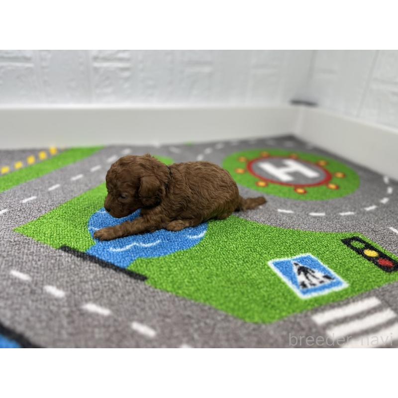 販売中の愛知県のトイプードル-434797の6枚目