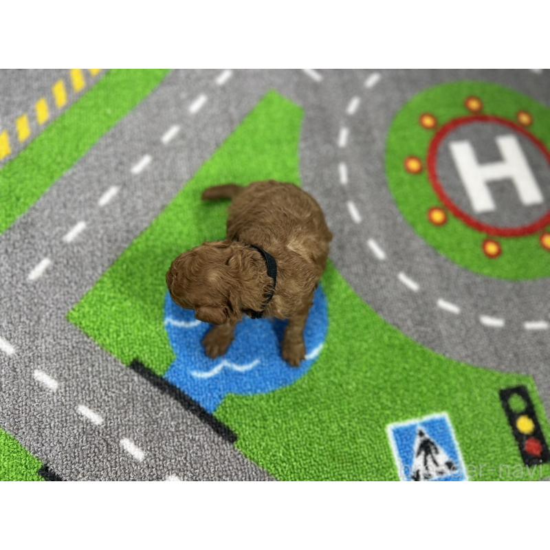 販売中の愛知県のトイプードル-434797の5枚目