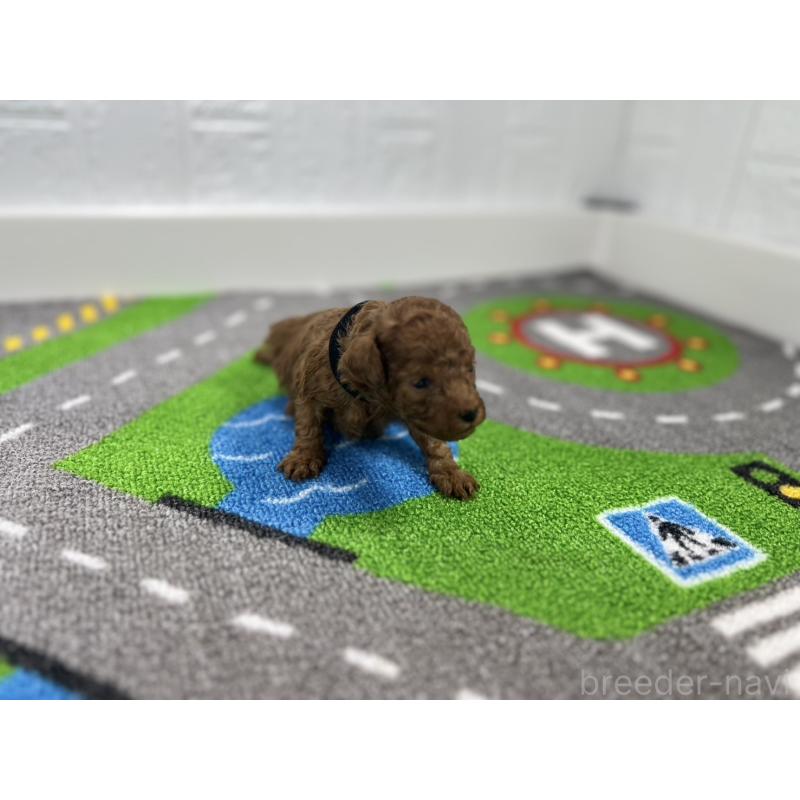 販売中の愛知県のトイプードル-434797の4枚目