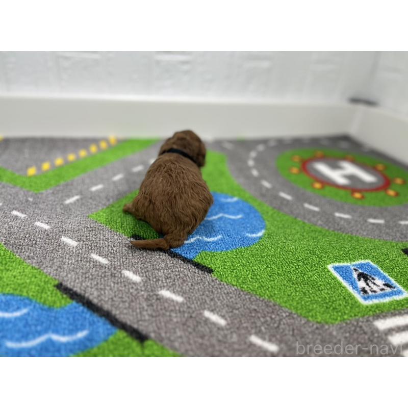 販売中の愛知県のトイプードル-434797の3枚目