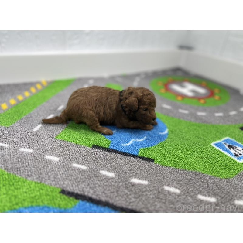 販売中の愛知県のトイプードル-434797の2枚目