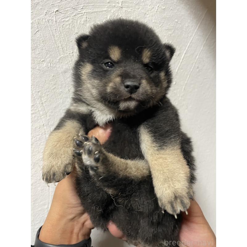 販売中の茨城県の柴犬-434803の6枚目