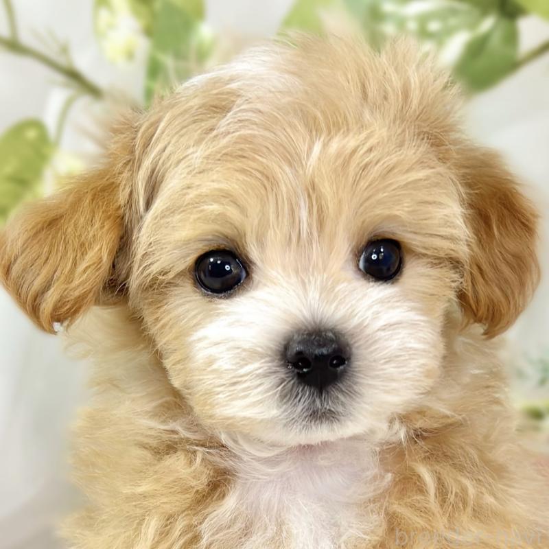 成約済ののマルプー:マルチーズ×トイプードル-433775